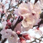 Spring, the cherry blossom season has come!