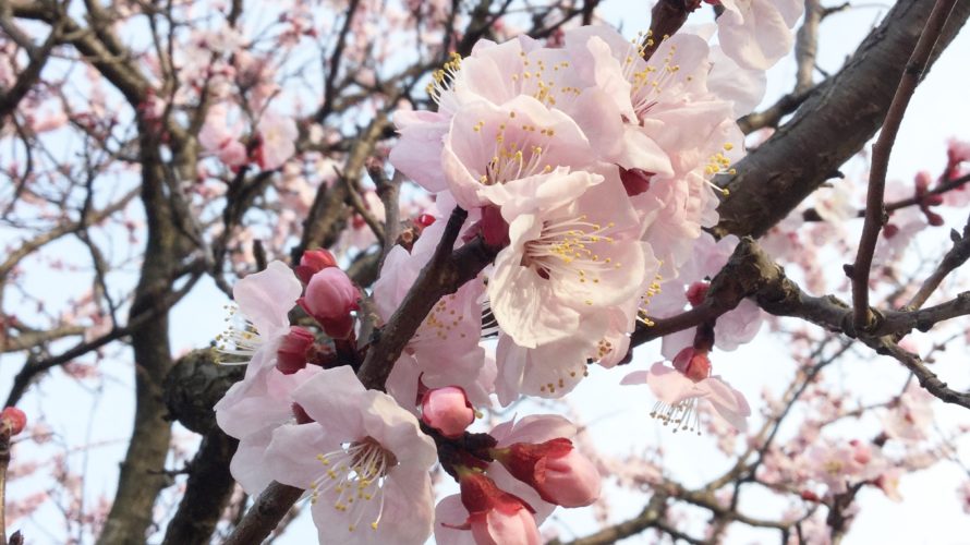 春天，樱花季节来了！
